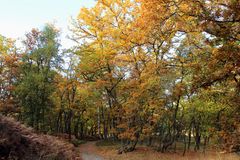 Ein Herbstweg...