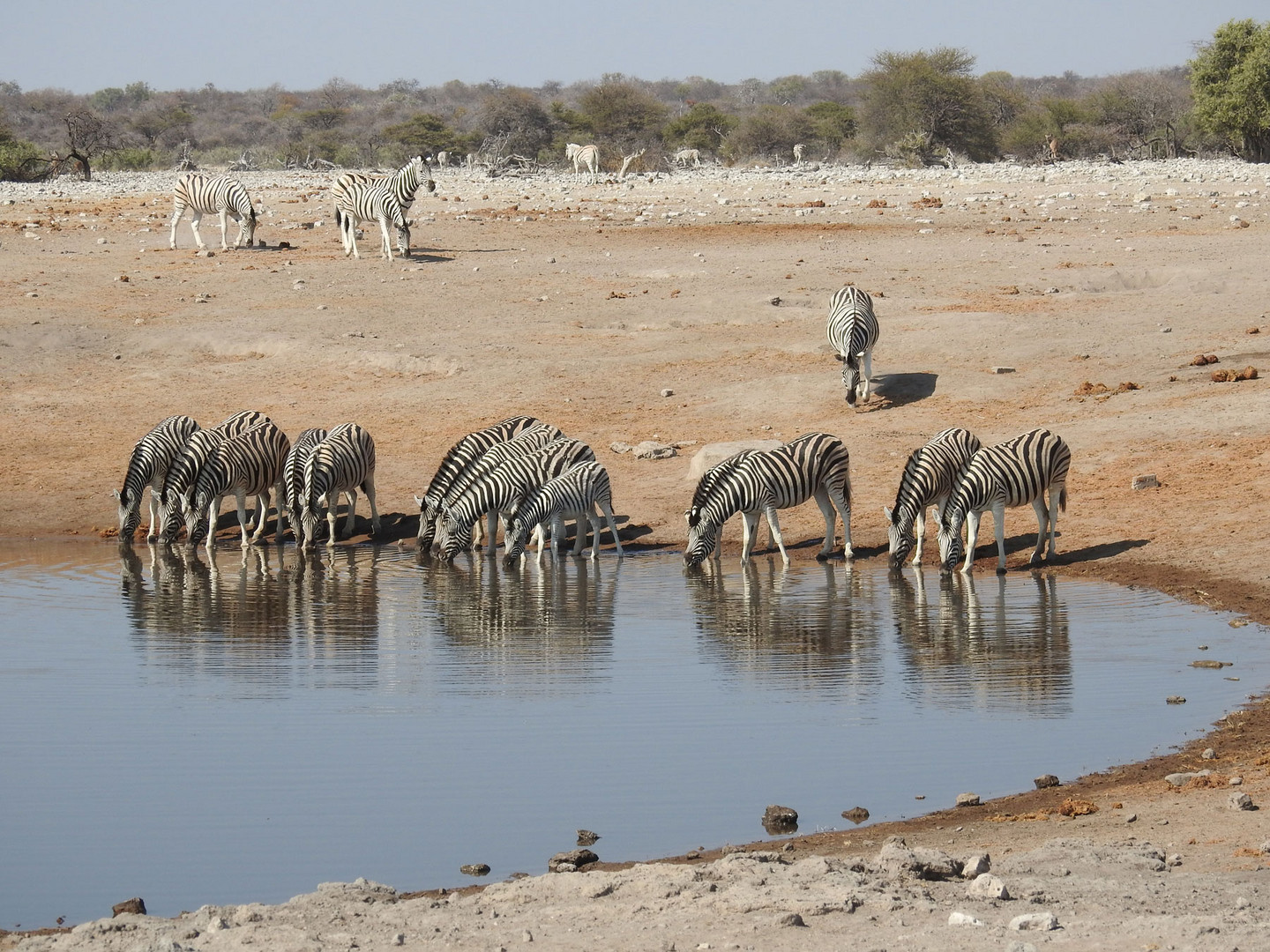 Ein Herde von Burchells Steppenzebra an einem Wasserloch