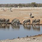 Ein Herde von Burchells Steppenzebra an einem Wasserloch