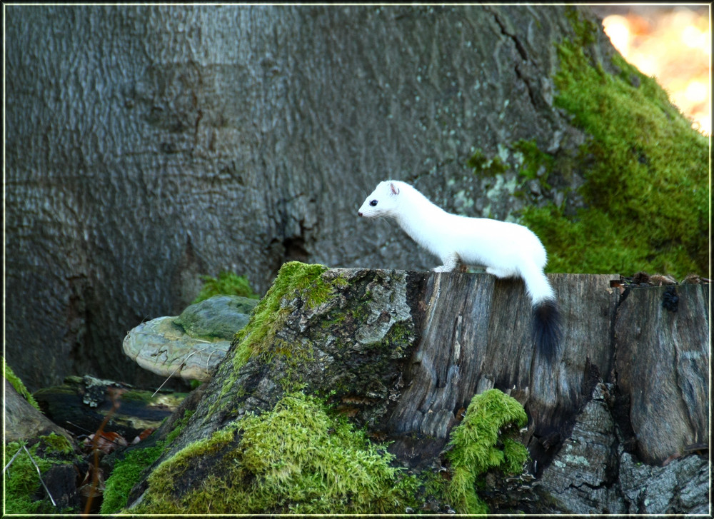 ein Hermelin Flocke,oder Knut