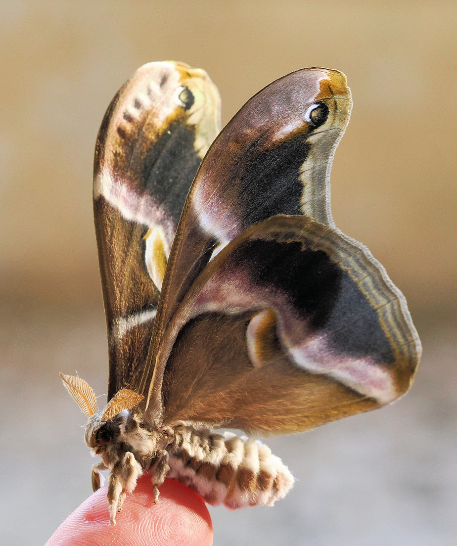 Ein Herr … Foto & Bild fotos, natur, insekten Bilder auf