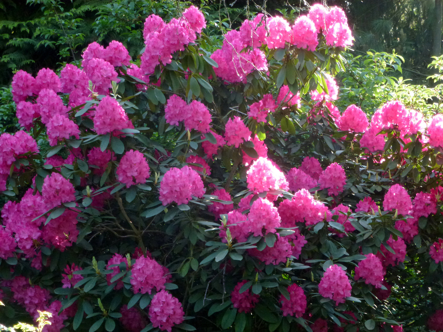 Ein herrlich blühender Rhododendros !!!