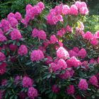 Ein herrlich blühender Rhododendros !!!