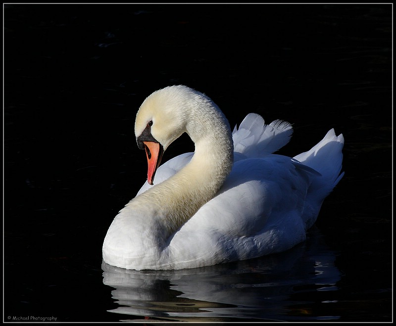 Ein herrlicher Schwan