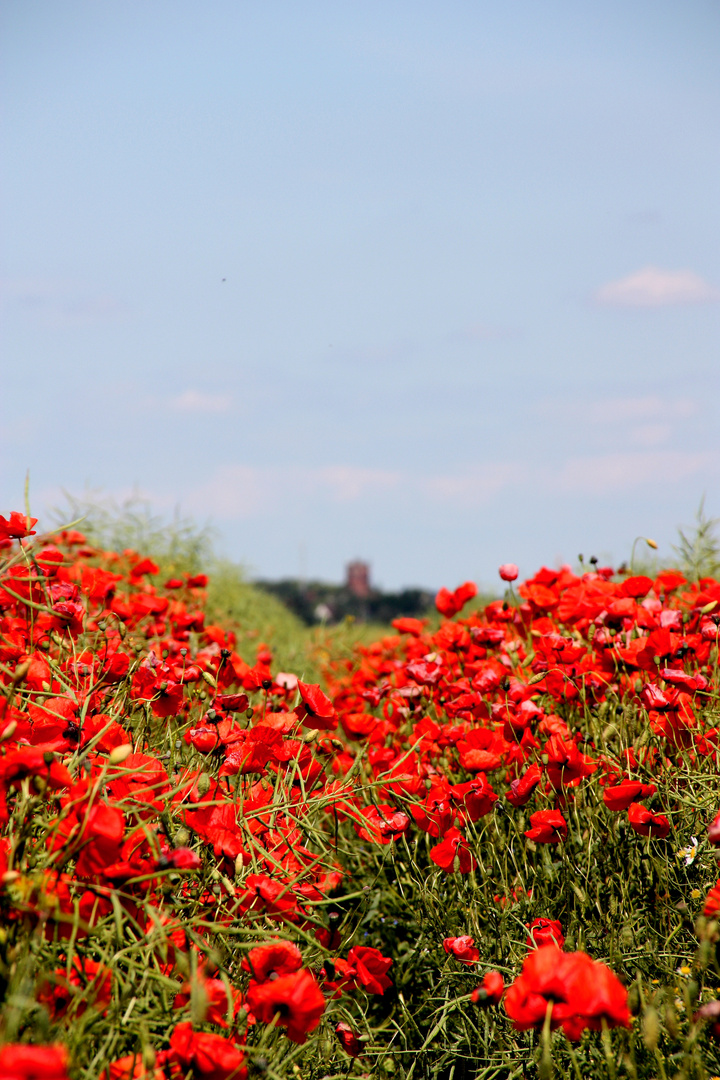 ein herrlicher Sommertag...