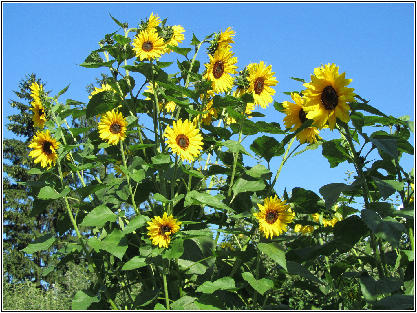 ein herrlicher Sommertag