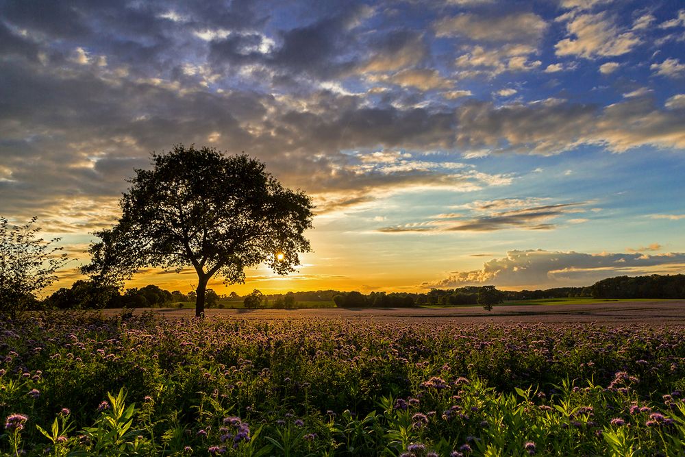 Ein herrliches Feld ....