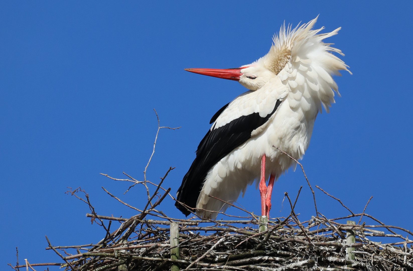 ein Hersbrucker Storch