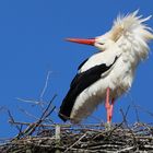 ein Hersbrucker Storch