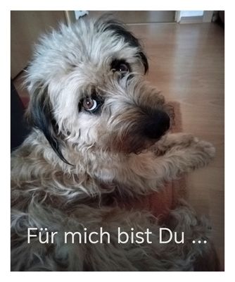 ... ein Herz auf vier Pfoten. 