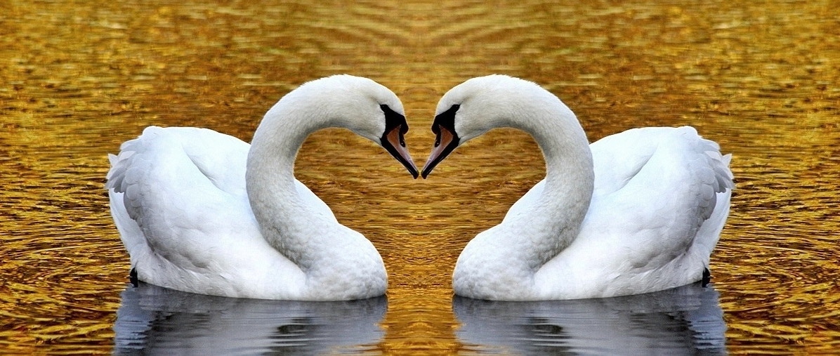 Ein Herz aus Gold... Foto & Bild tiere, natur Bilder auf