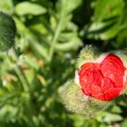 ein herz aus mohn