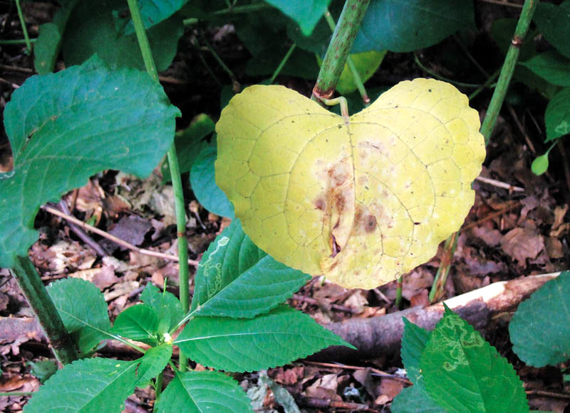 ein herz-blatt...