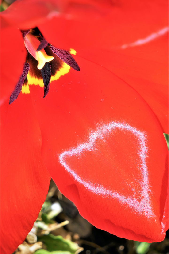 ein Herz-Blüten-Blatt