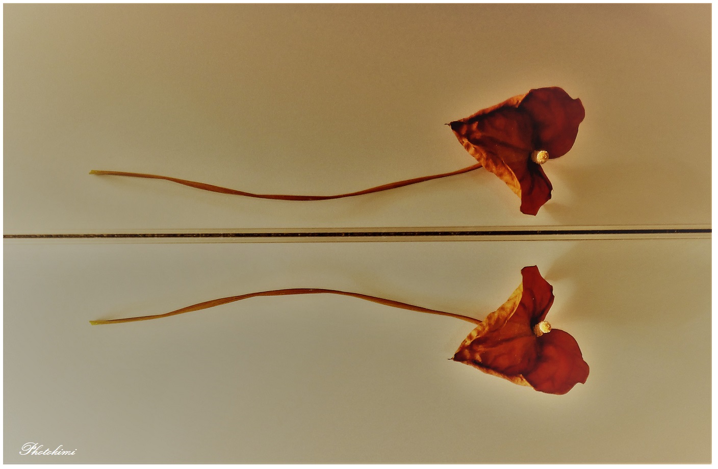 Ein Herz, das nicht mehr schlägt Foto & Bild spezial, natur