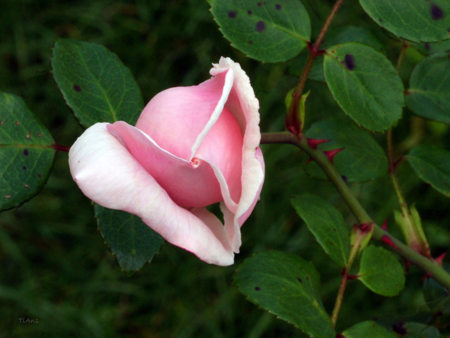 ein herz-eine rose? eine rose-ein herz?