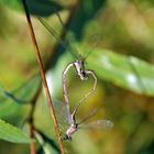 Ein Herz für (aus) Libellen