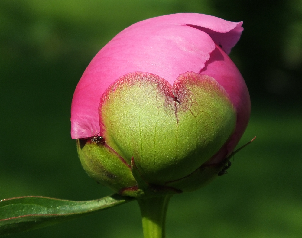 Ein Herz für Blumen :)