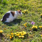 Ein Herz für den Frühling