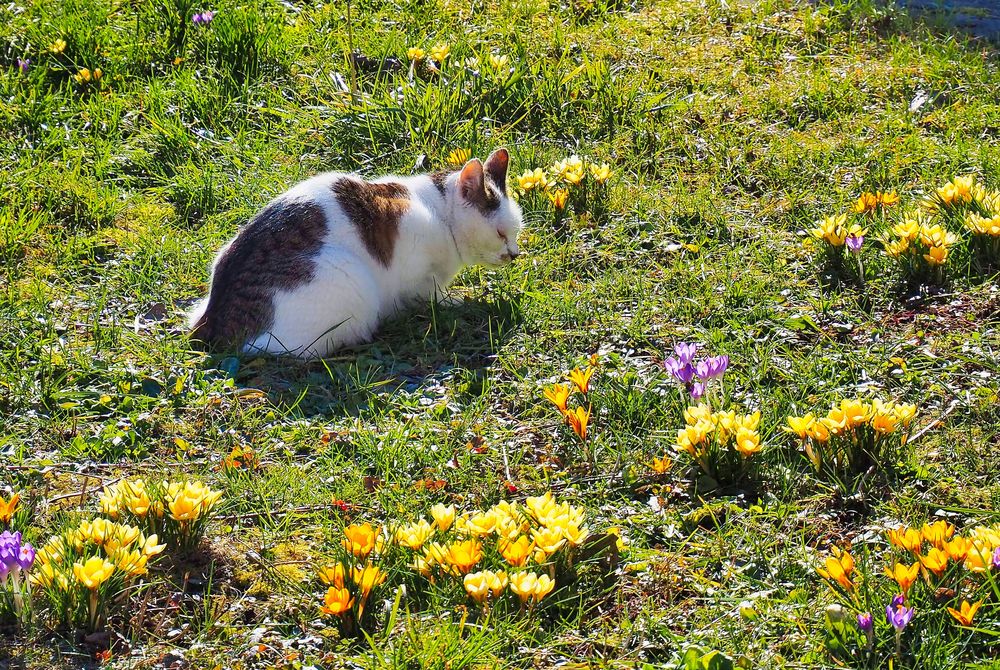 Ein Herz für den Frühling