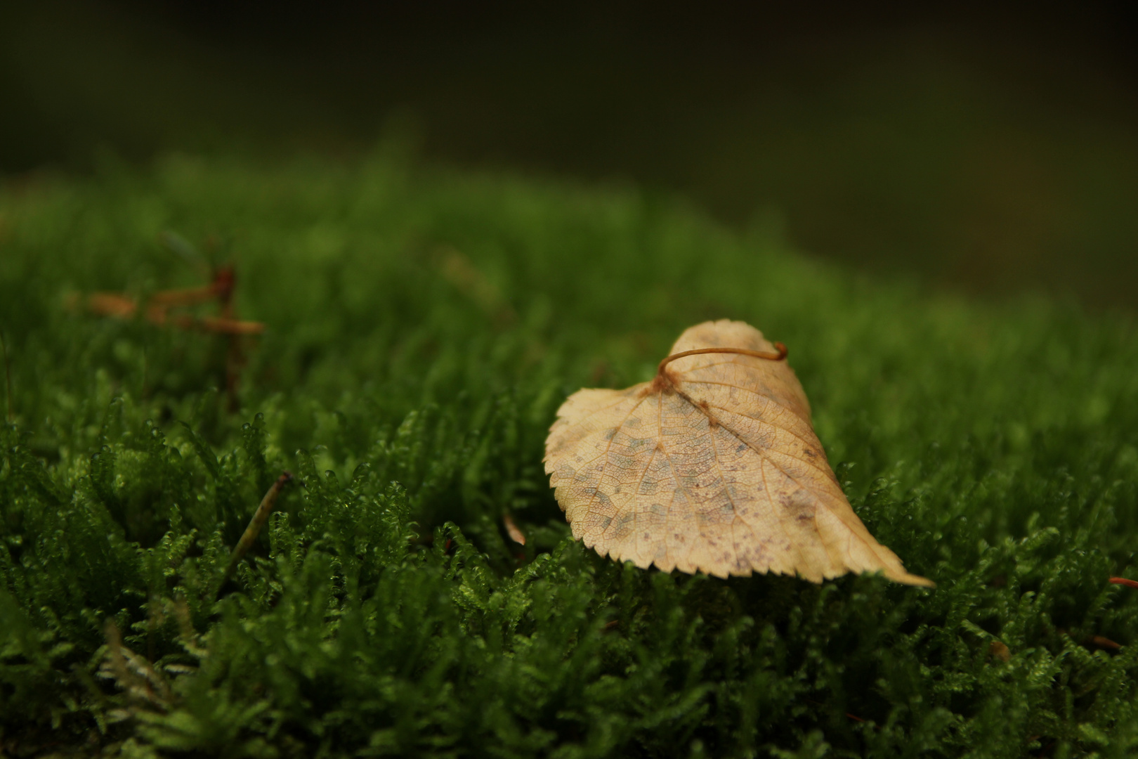 ein Herz für den Herbst