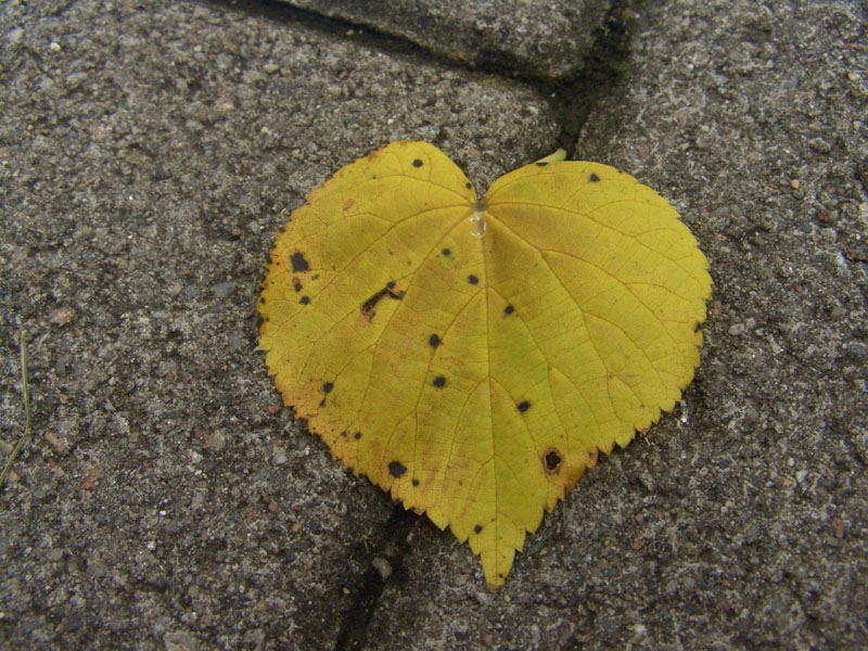 Ein Herz für den Herbst