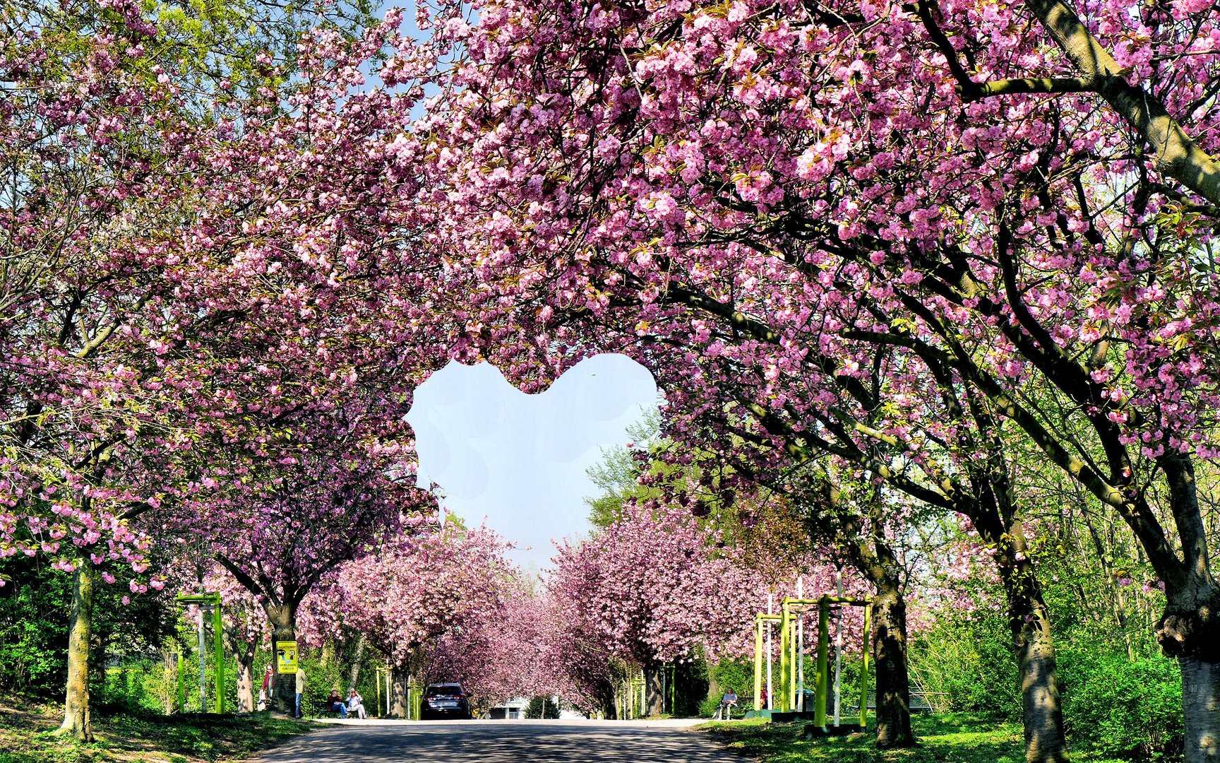 Ein Herz für die Kirschblüte