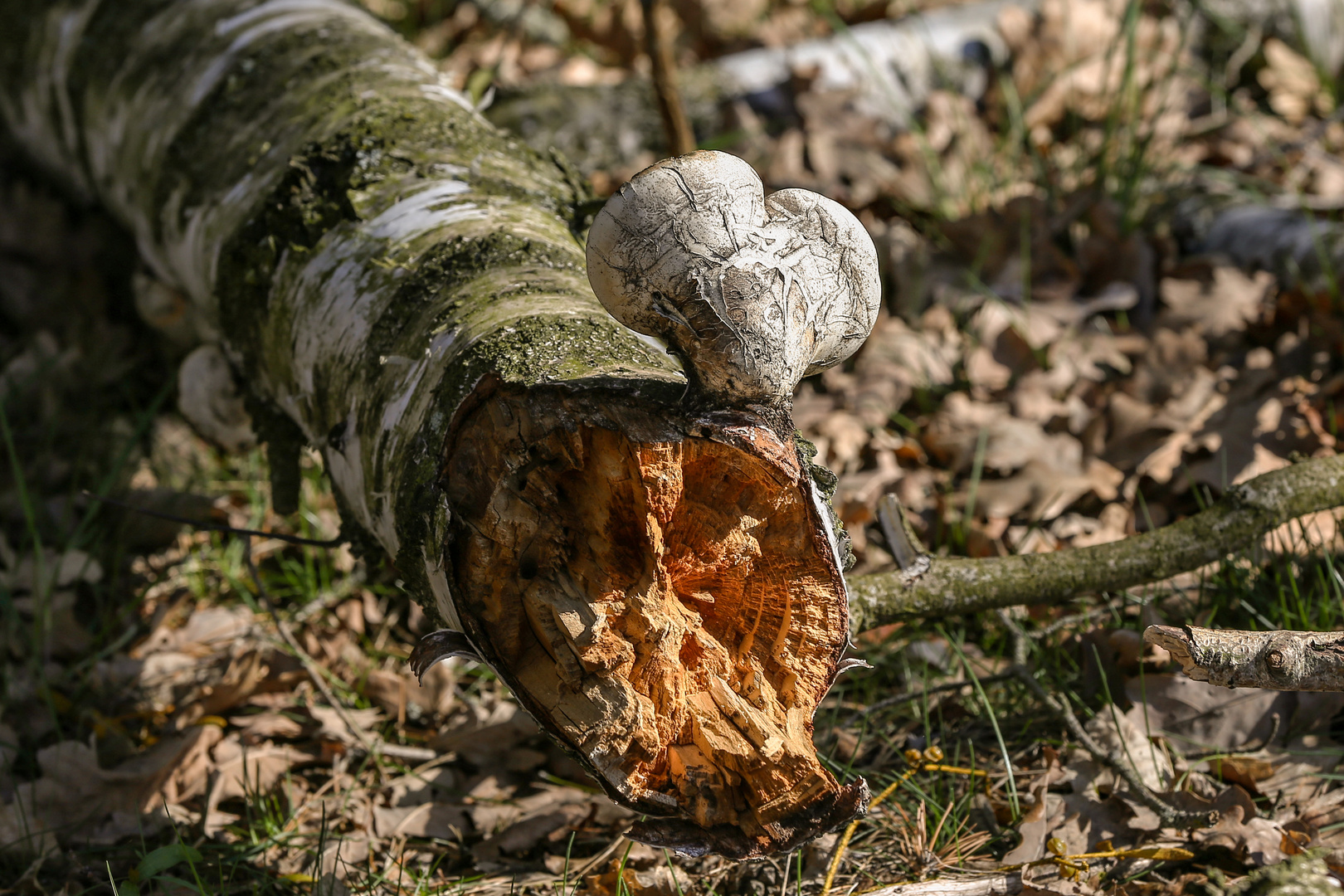 Ein Herz für die Natur