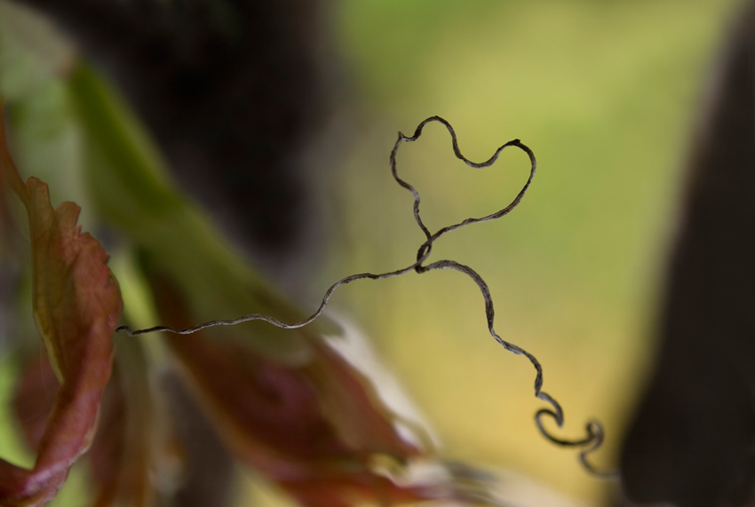 Ein Herz für die Natur