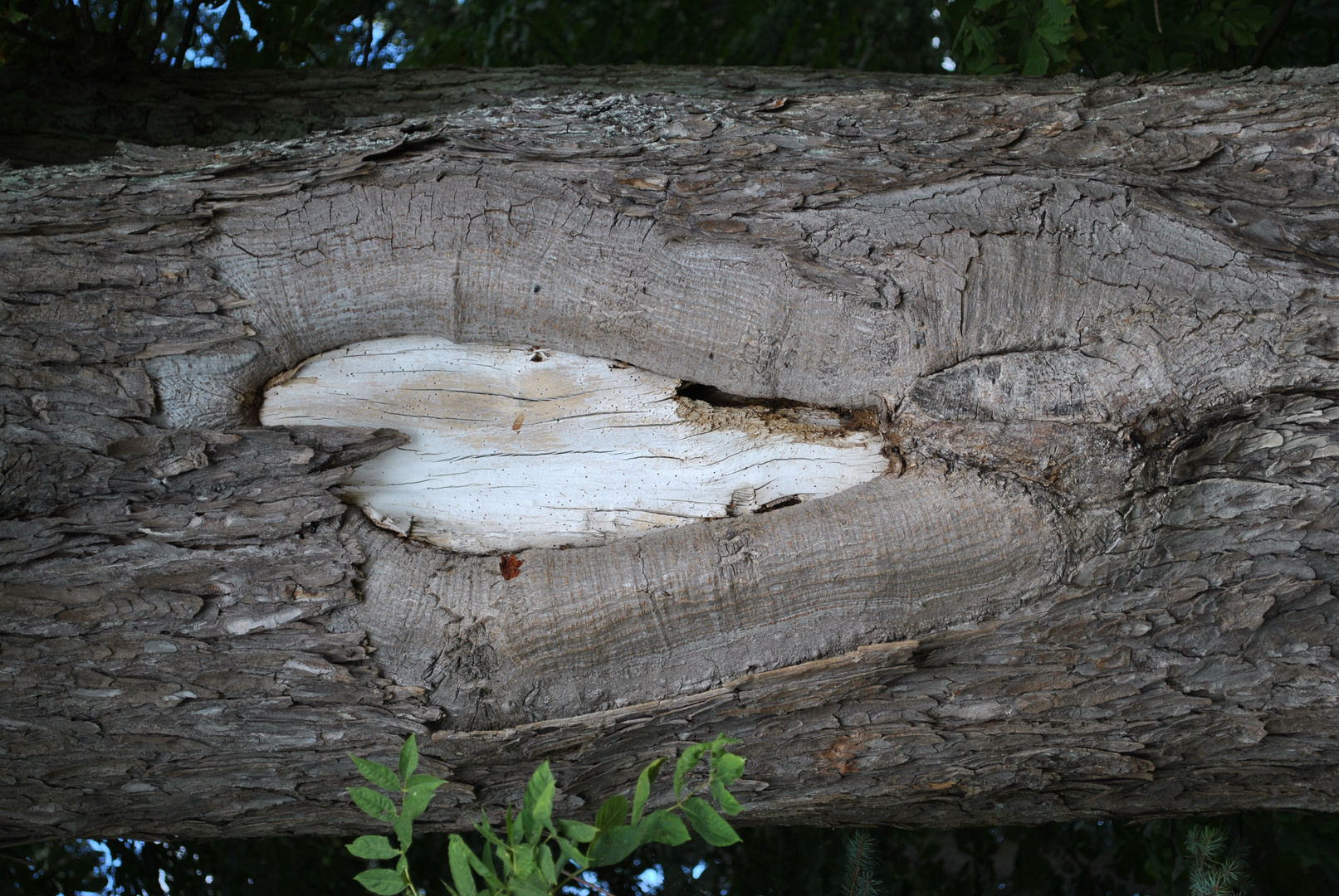 Ein Herz für die Natur