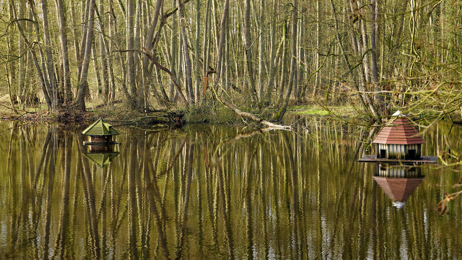 Ein Herz für Enten