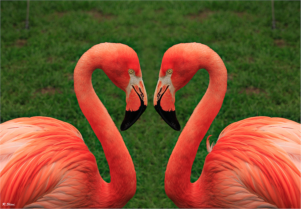 Ein Herz für Flamingos...