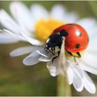  ein Herz für Gänseblümchen 