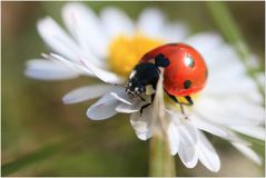  ein Herz für Gänseblümchen 