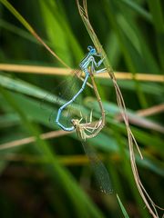 Ein Herz für Insekten