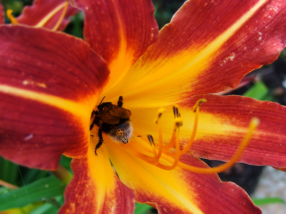 "EIN HERZ FÜR INSEKTEN (LIBELLE; SCHMETTERLING & CO)