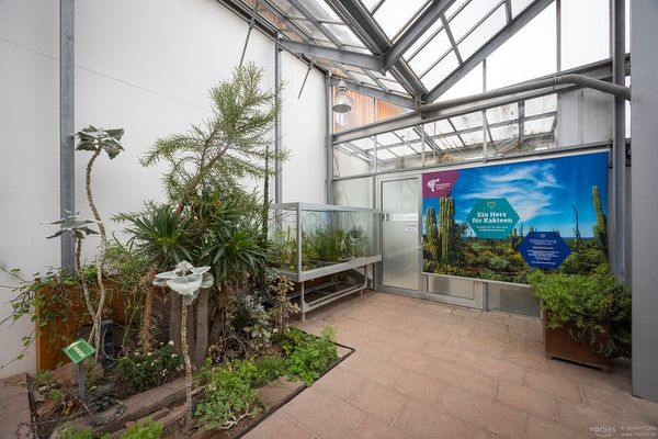 Ein Herz für Kakteen