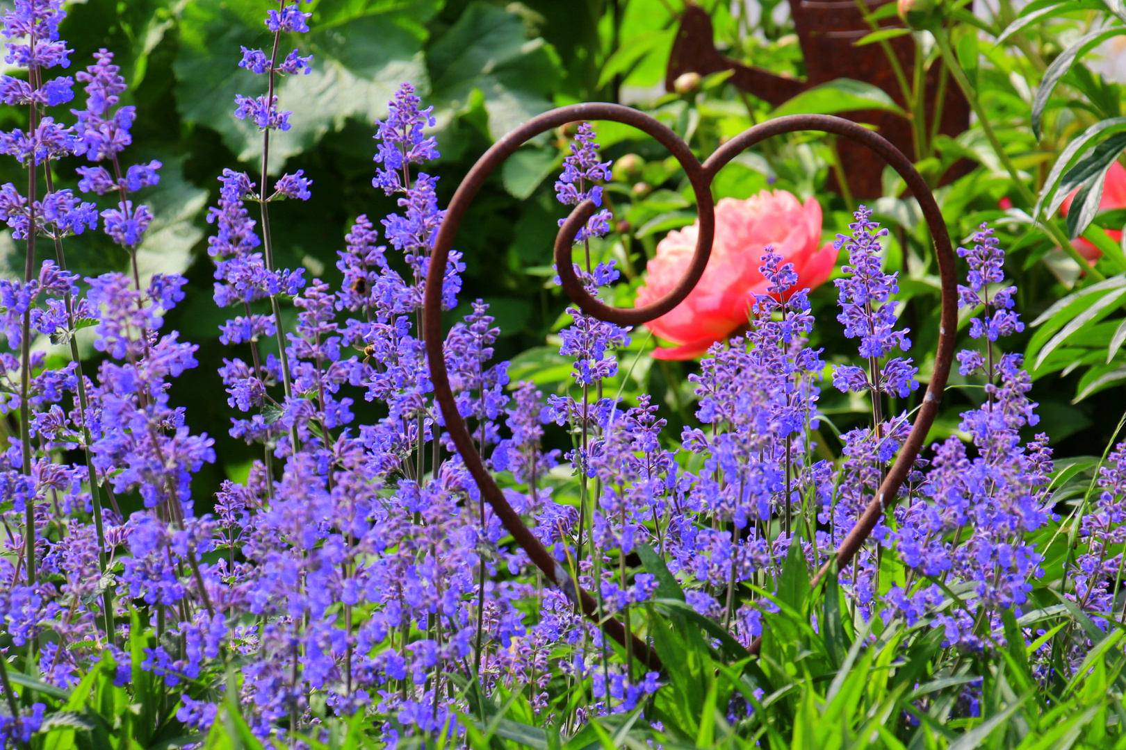 Ein Herz für Lavendel