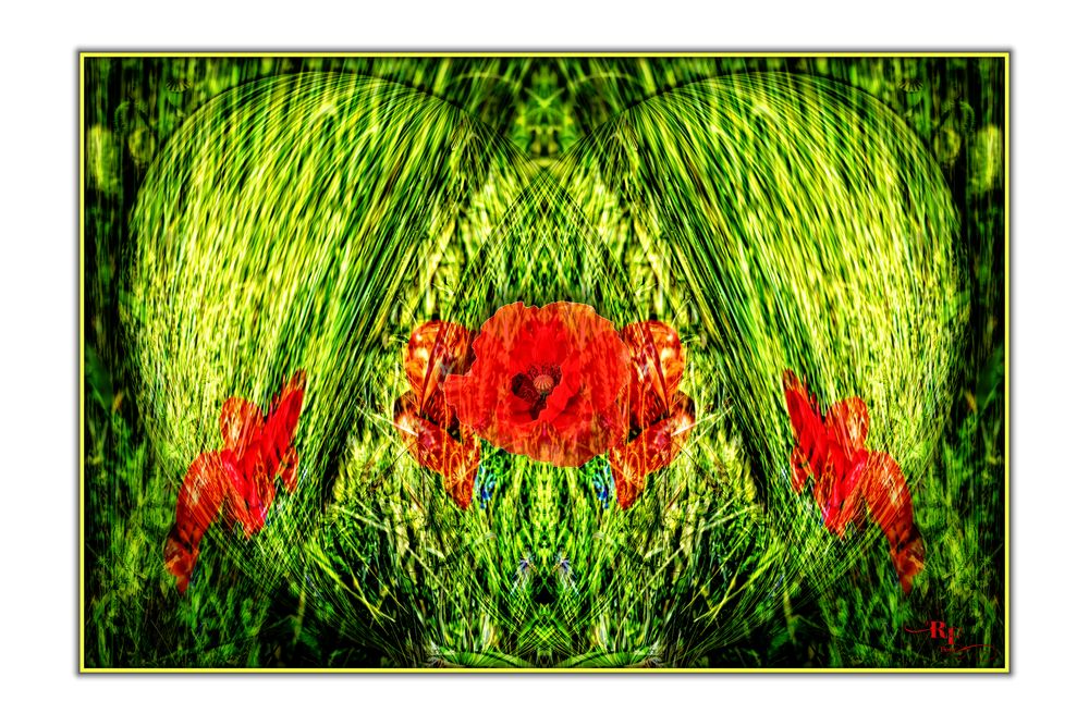 Ein Herz für Mohn Foto & Bild | pflanzen, pilze & flechten, blüten ... Ein Herz für Mohn Foto & Bild | pflanzen, pilze & flechten, blüten ...