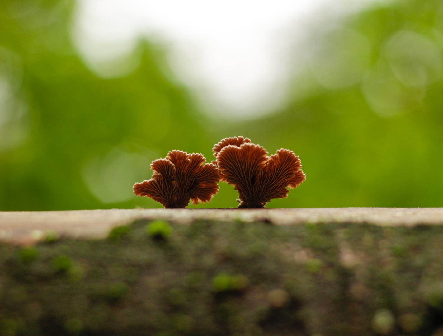 Ein Herz für Pilze #2