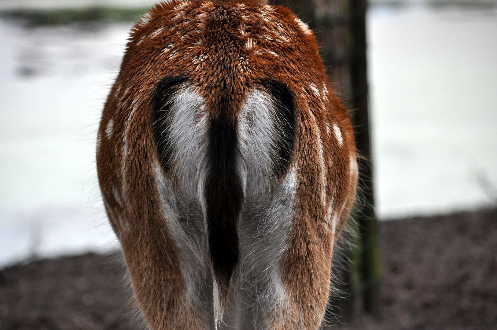 Ein Herz für Tiere