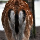 Ein Herz für Tiere