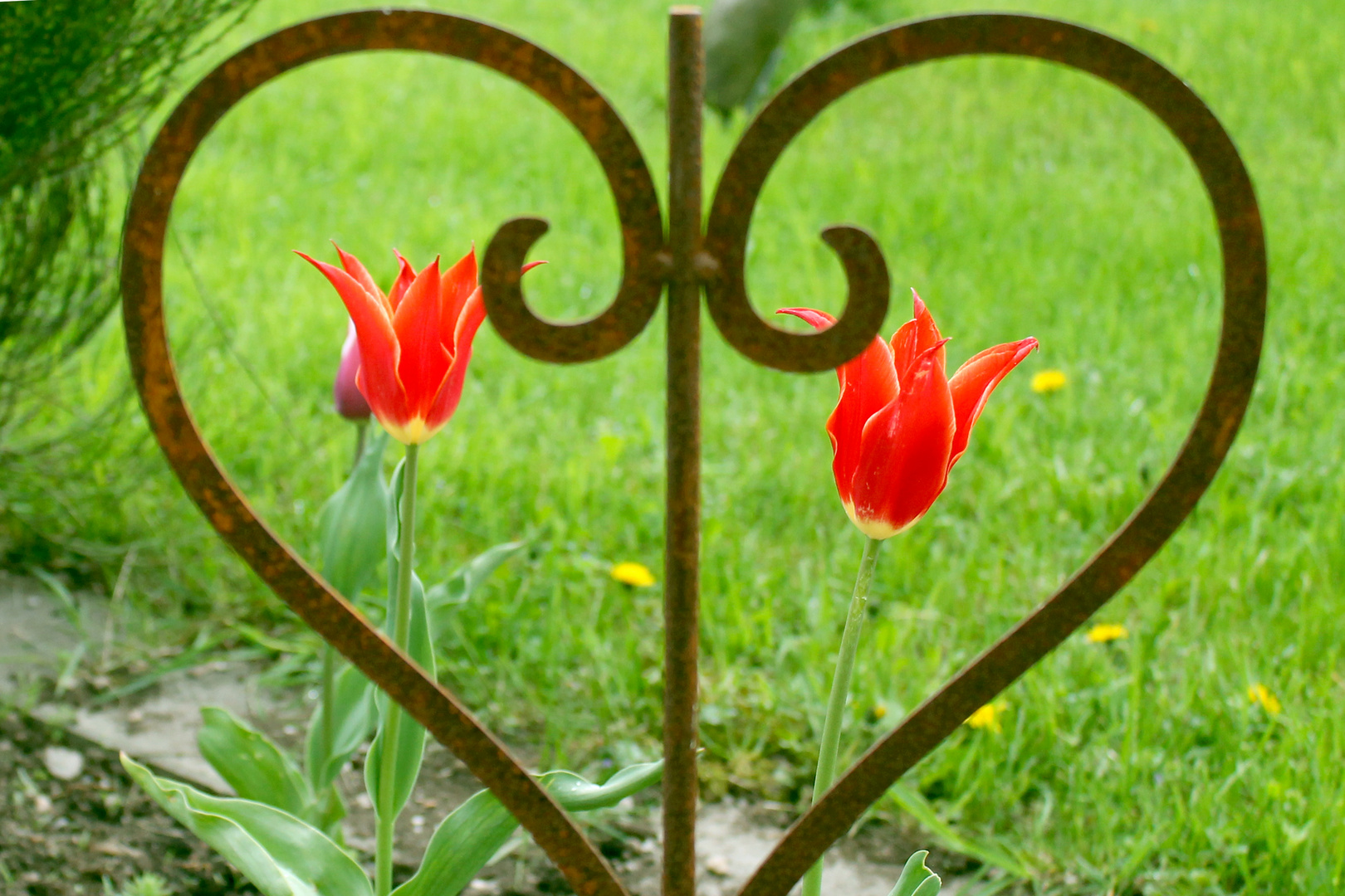 Ein Herz für Tulpen