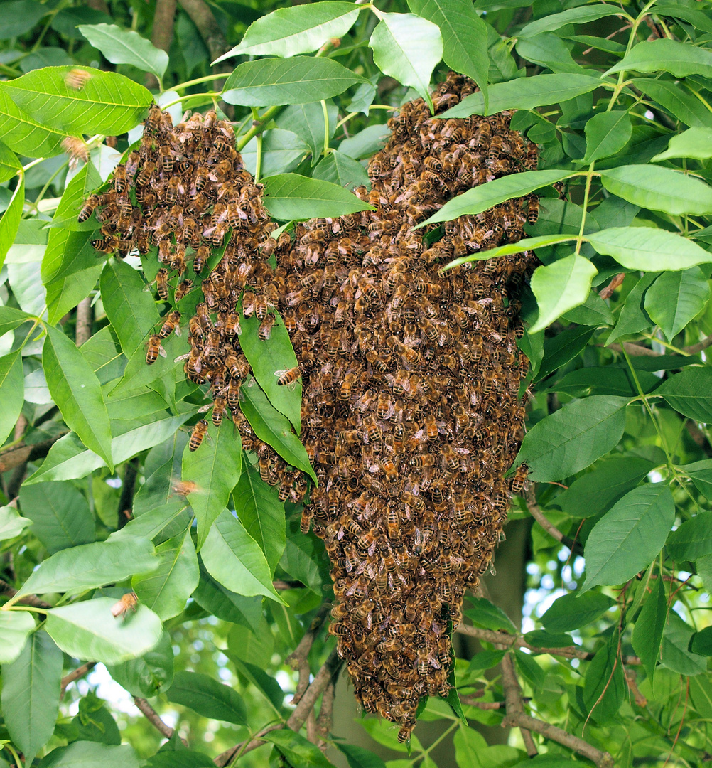 Ein Herz für und aus Bienen....