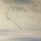 ein Herz für Vögel