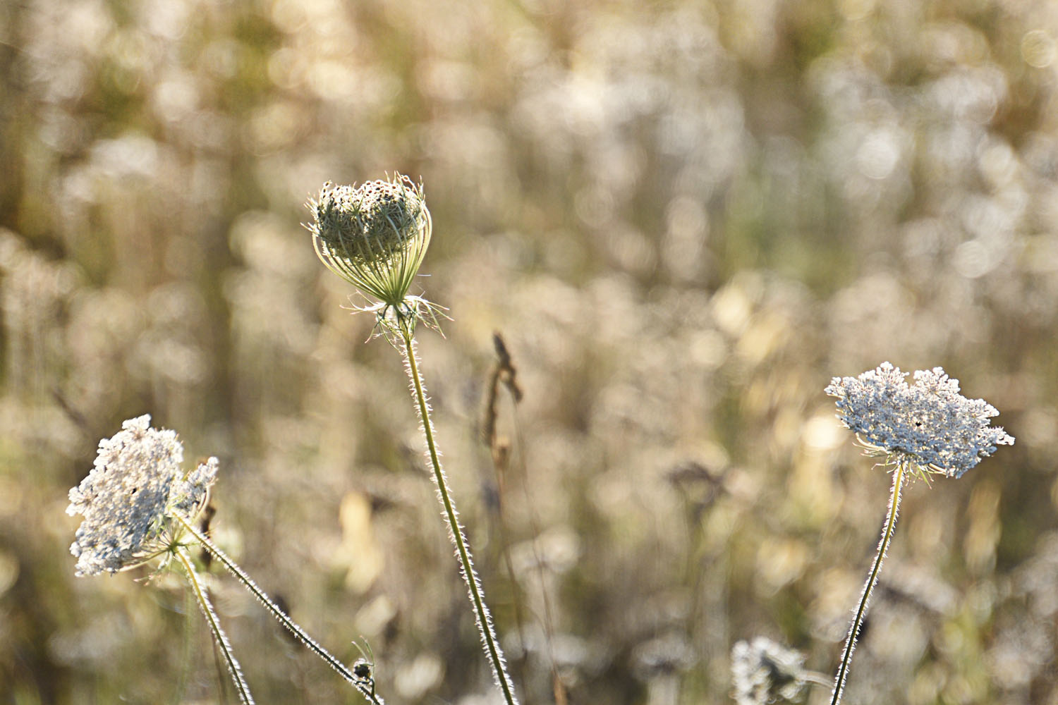 Ein Herz für Wiesenblumen