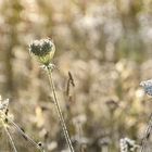 Ein Herz für Wiesenblumen