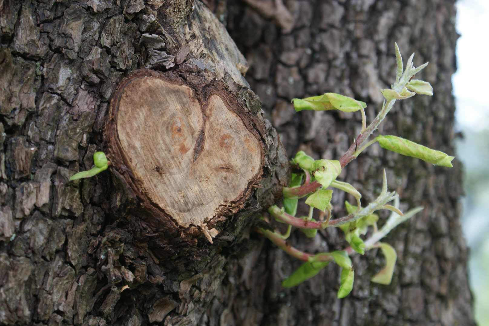 ein Herz im Baum