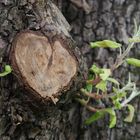 ein Herz im Baum