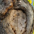 Ein Herz im Baum